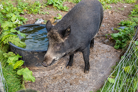DSCF7712