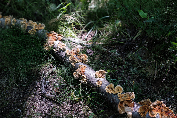 20260814-GWSW3122