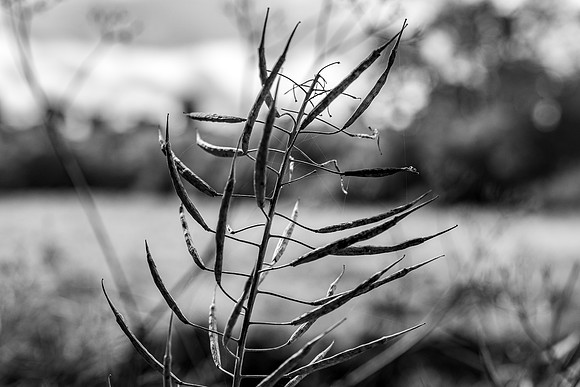 DSCF8051