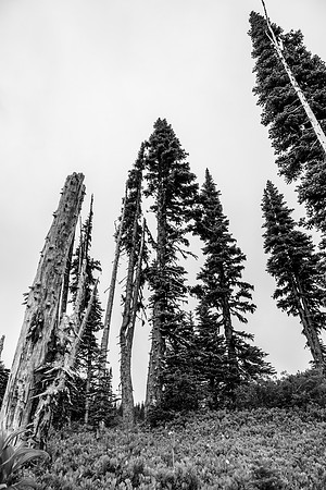 20250704-DSCF4249
