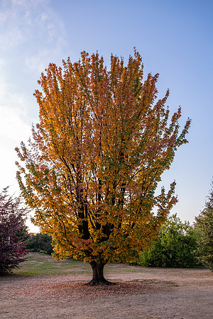 DSCF6023