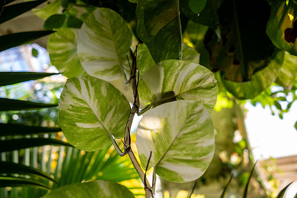 DSCF5237