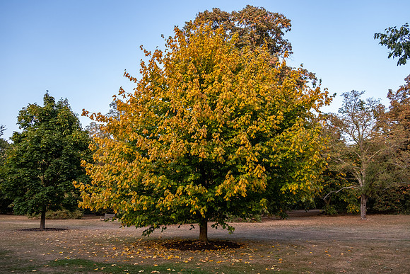 DSCF6013