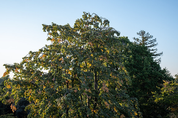 DSCF5733
